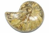 Cut & Polished Jurassic Nautilus Fossil (Half) - Madagascar #365534-1